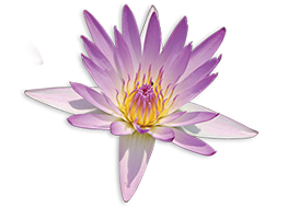 景观树木种植类网站织梦模板(带手机端)