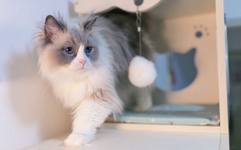 猫咪剃毛