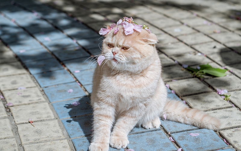 猫咪洗澡