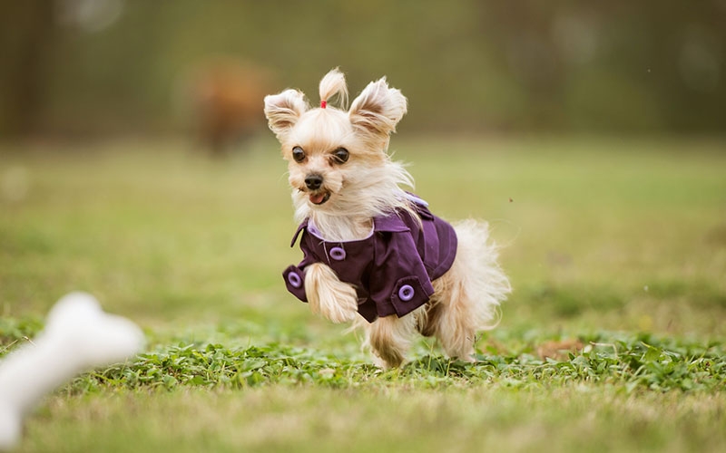 如何更好的给犬驱虫与免疫