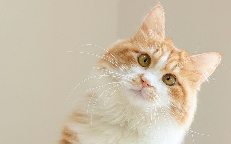 猫咪舌头上倒刺的神秘作用